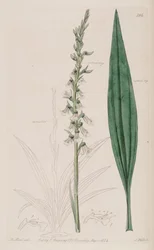 Illustration de Cyclopogon bicolor (comme syn. Neottia bicolor)